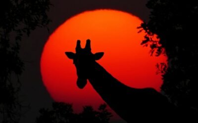 D&rsquo;où vient le mot « Afrique » ?